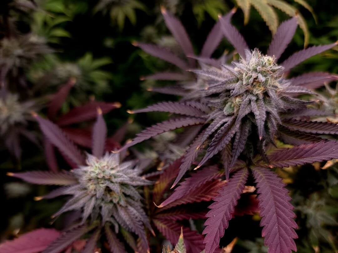 ¿El cannabis puede realmente prevenir la infección por COVID?